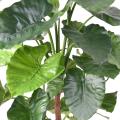 Alocasia Artificiel Calidora TB