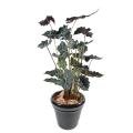Alocasia artificiel pot