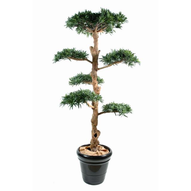 Podocarpus Artificiel Nuage Large Avec Tronc en Bois de 150 à 210 cm
