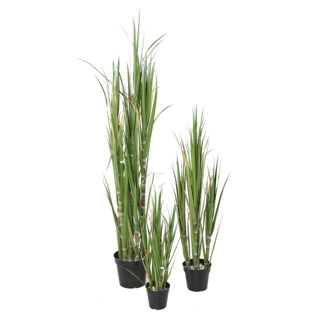 Canne à Sucre Artificielle