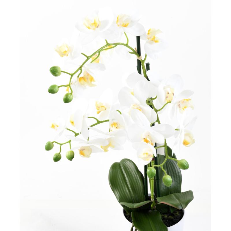 Orchidée Phalaenopsis pot *3