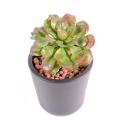 Succulent artificiel Diam15