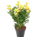 Marguerite artificielle Anthemis
