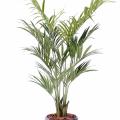 Kentia artificiel Palm