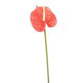 Anthurium artificiel Mini