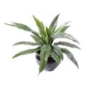 Asplenium artificiel 15