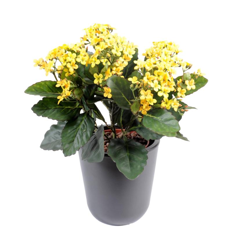 Kalanchoe Artificiel