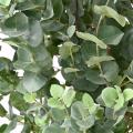 Eucalyptus Artificiel Gunnii Buisson