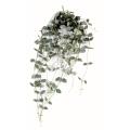 Ceropegia artificiel Chaine des coeurs