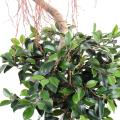 Ficus artificiel spirale 2 boules