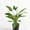 Spathiphyllum Artificiel 4fleurs