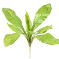 Asplenium S Artificiel