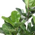 Lyrata Artificiel Royal Buisson
