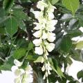 Glycine artificielle Multi Tree