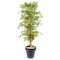 Aralia artificiel New Erable