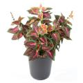 Coleus R *11 Artificiel