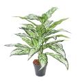 Aglaonema Artificiel *28
