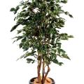 Ficus artificiel exotica