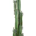 Cactus Artificiel Finger