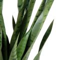 Sansevieria artificiel