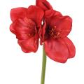 Amaryllis Artificielle