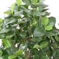 Clusia buisson