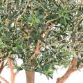 Olivier Arbre L Artificiel