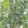 Aralia artificiel Ming Nitida 10 troncs