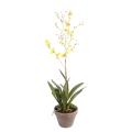 Orchidée artificielle Dancing Lady Pot en terre