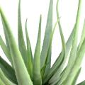Aloevera artificielle