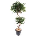 Ficus artificiel spirale 2 boules
