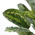 Calathea artificiel Roseopicta