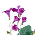 Streptocarpus artificiel