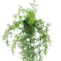 Asparagus Artificiel Chute 55 Pot