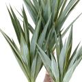 Agave Artificielle Sisal 55