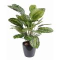 Calathea artificiel Roseopicta