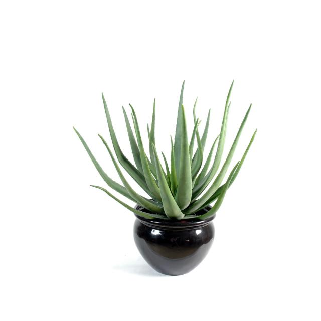 Aloevera Artificielle en Polyuréthane Vert