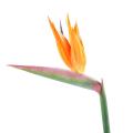 Strelitzia artificiel Tige