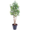 Aralia artificiel Ming Nitida 10 troncs