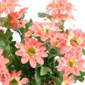 Chrysantheme artificiel mini
