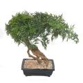 Bonsai Artificiel Aralia en Coupe
