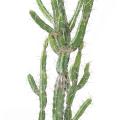 Cactus Artificiel Finger F