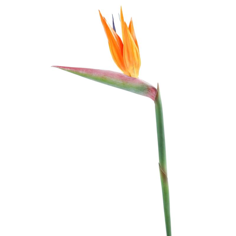 Strelitzia artificiel Tige