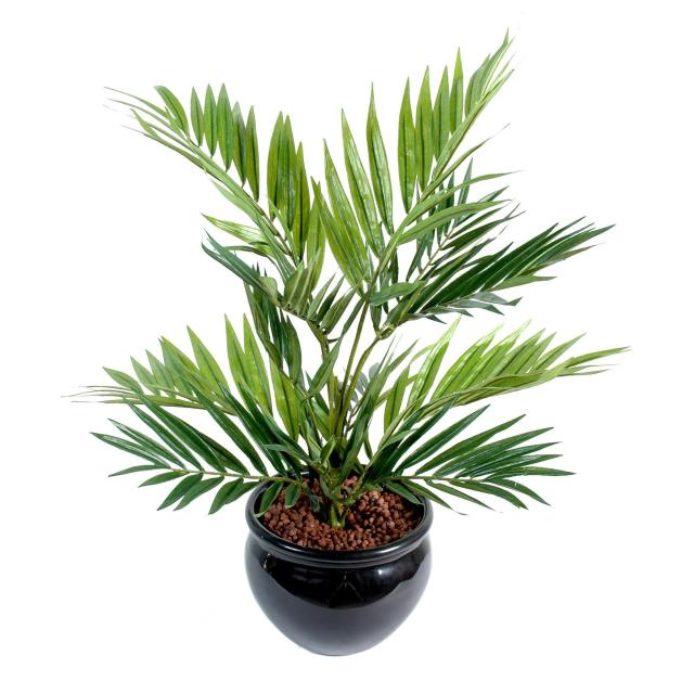 Chamaeodorea Artificiel de 50 cm