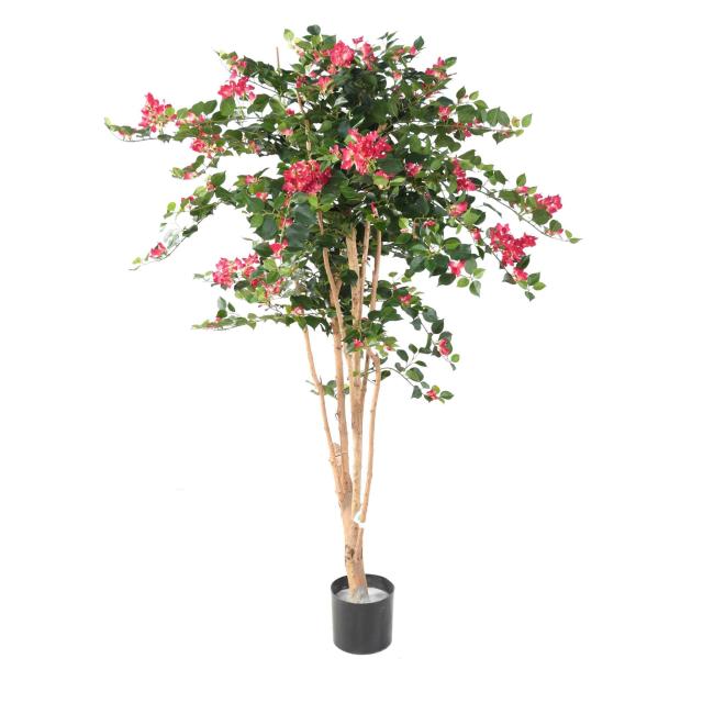 Bougainvillée Artificiel Root