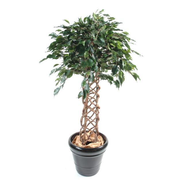 Ficus Artificiel Cage Composé D'un Tronc en Bois Tressé Naturel