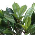 Cyathistipula artificiel en pot