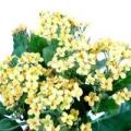 Kalanchoe Artificiel