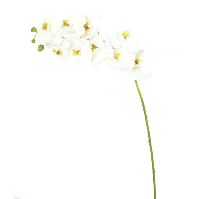 Phalaenopsis Artificielle 77