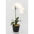 Phalaenopsis Artificielle Motte 85